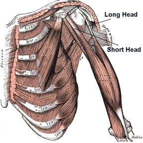 Physical Therapy - Biceps Brachii - long head & short head