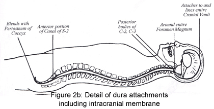 cst3.gif