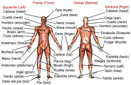 Anatomical Parts in Spanish